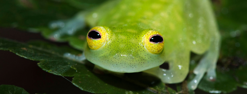 A glass frog, (Hyalinobatrachium crurifasciatum) seen near the Jordan Falls in Kanuku Mountains Protected Area, Guyana. © Daniel Rosengren